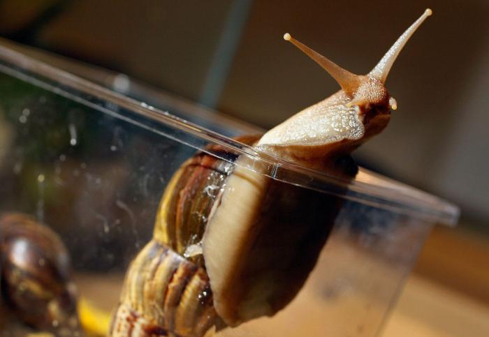 Muere 'El Solitario George', el último caracol arborícola de su especie