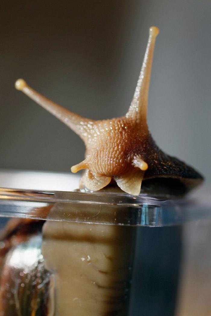 Muere 'El Solitario George', el último caracol arborícola de su especie