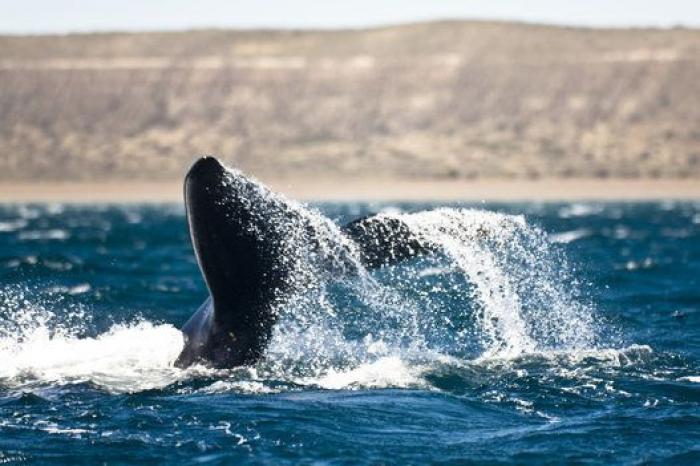 Rescatan a una ballena beluga de 800 kilos en el Sena, a sólo 70 kilómetros de París