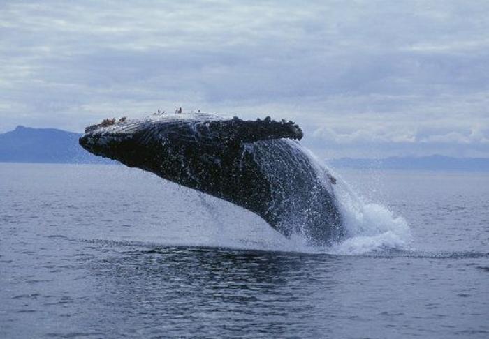 Rescatan a una ballena beluga de 800 kilos en el Sena, a sólo 70 kilómetros de París