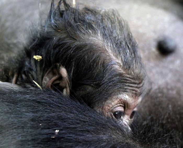 Bebé gorila en Cabárceno: primeras imágenes tras su nacimiento (FOTOS)