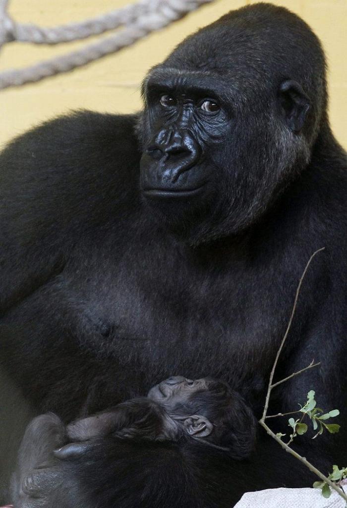Bebé gorila en Cabárceno: primeras imágenes tras su nacimiento (FOTOS)