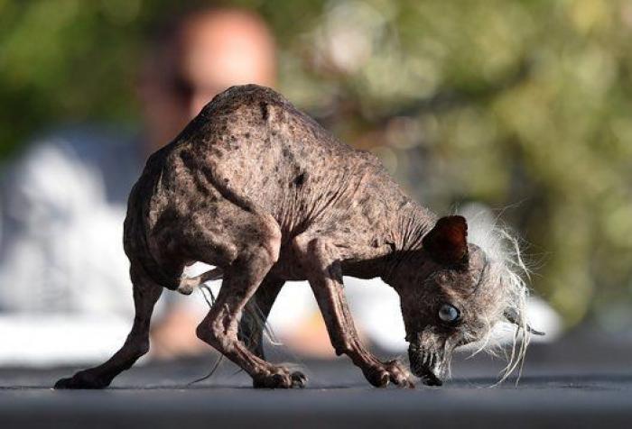 Ha ganado el concurso de perros más feos del mundo, pero es adorable (FOTOS)
