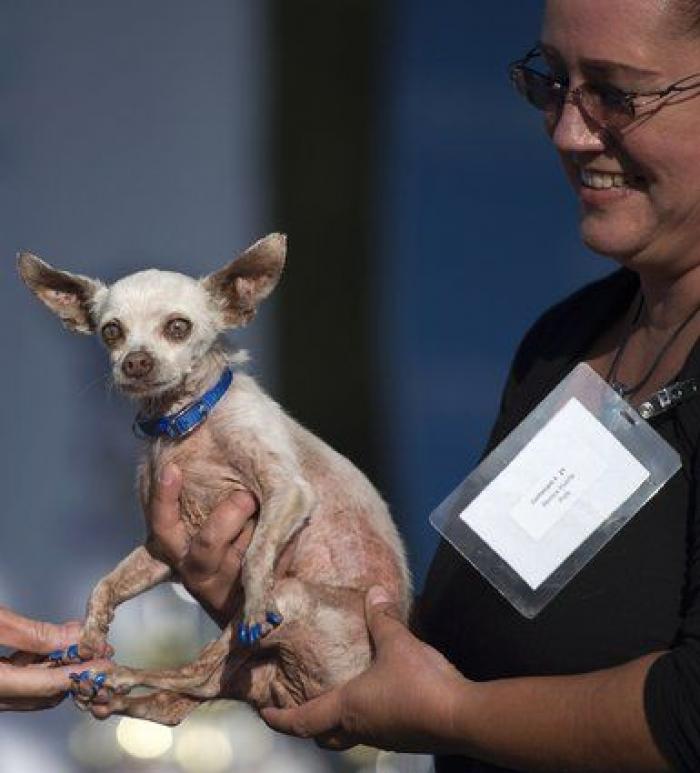Ha ganado el concurso de perros más feos del mundo, pero es adorable (FOTOS)