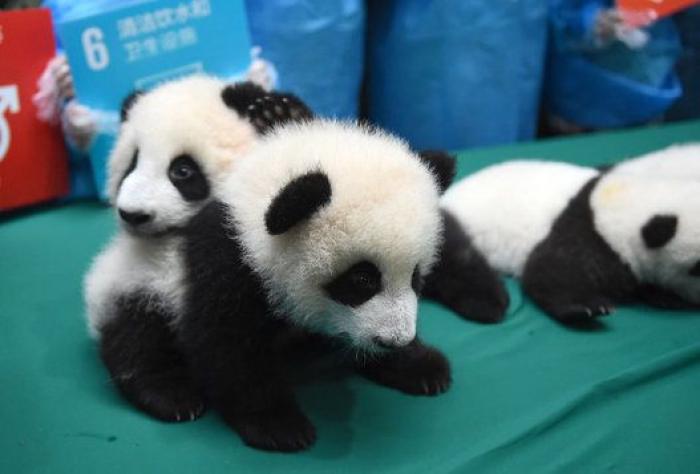 Esta guardería de bebés panda en China es lo más tierno que vas a ver en todo el día