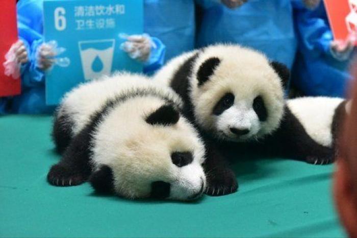 Esta guardería de bebés panda en China es lo más tierno que vas a ver en todo el día