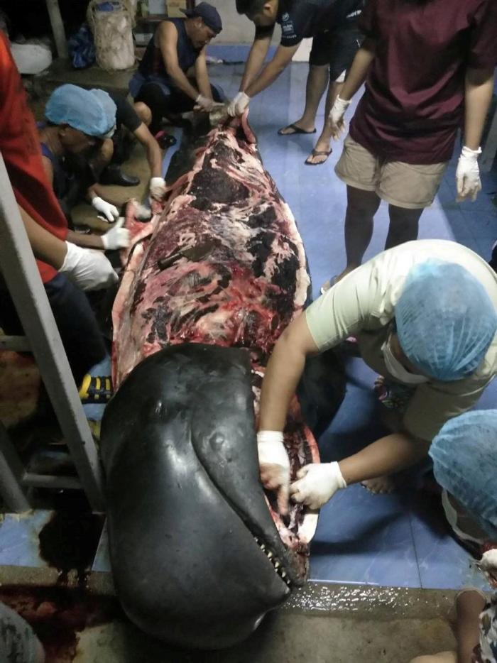Muere una ballena en Tailandia tras tragarse 80 bolsas de plástico