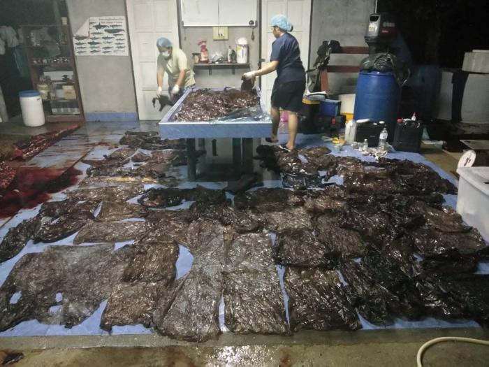 Muere una ballena en Tailandia tras tragarse 80 bolsas de plástico