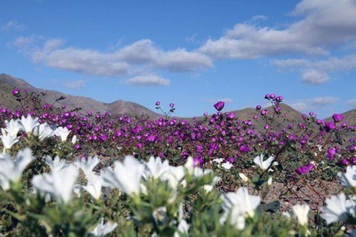 Las lluvias de El Niño cubren de un espectacular manto de flores el desierto más seco del mundo