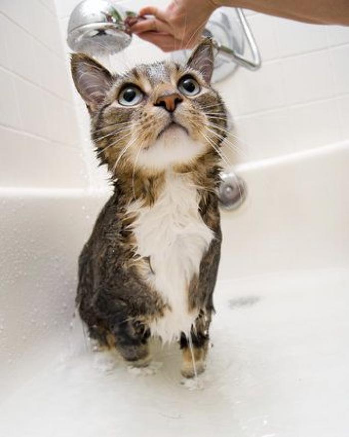 Gatos en el baño: lo que sale del agua es otro ser (FOTOS)