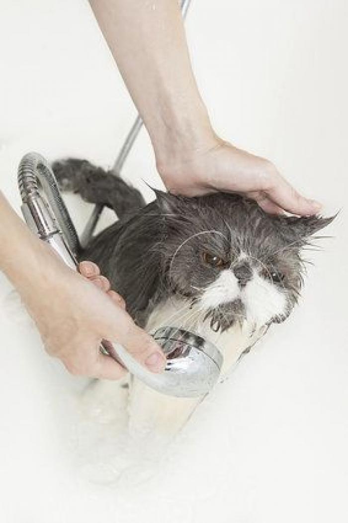 Cada cuánto tiempo tengo que bañar a mi mascota