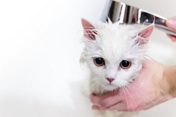 Cuándo y cómo hay que bañar a los gatos