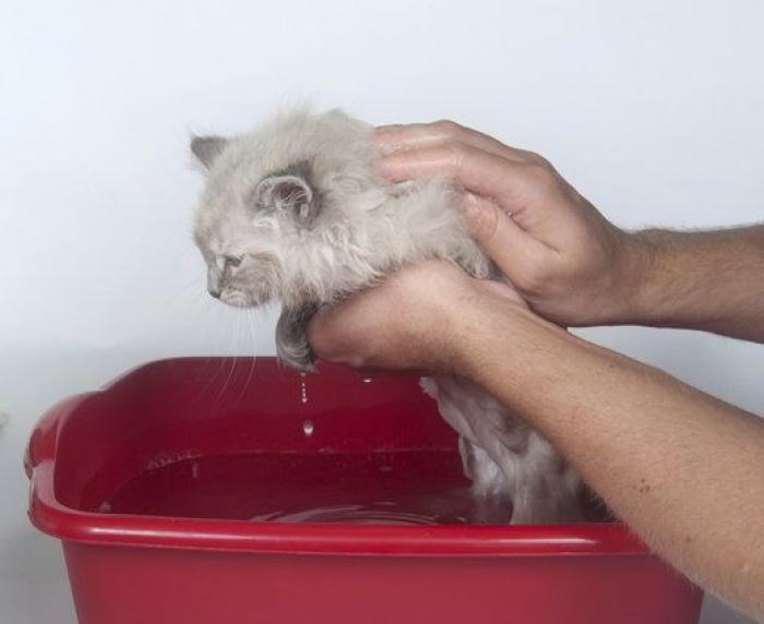 Cuándo y cómo hay que bañar a los gatos