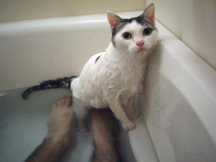 Gatos en el baño: lo que sale del agua es otro ser (FOTOS)