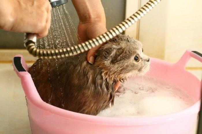 Cada cuánto tiempo tengo que bañar a mi mascota