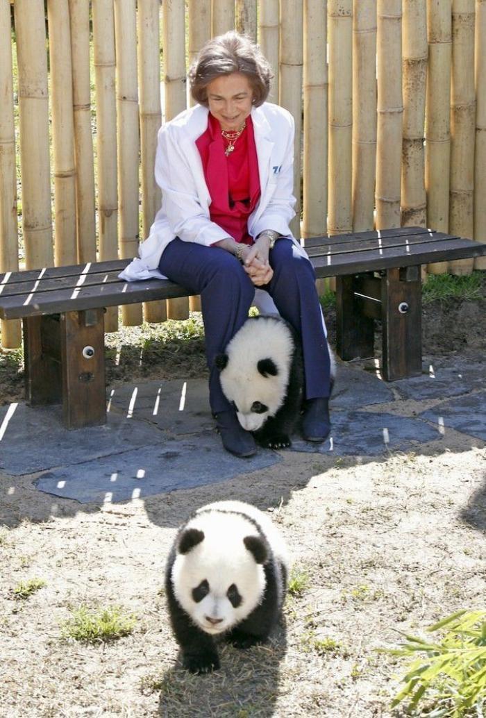 Nacen dos gemelos de oso panda en el Zoo Aquarium de Madrid