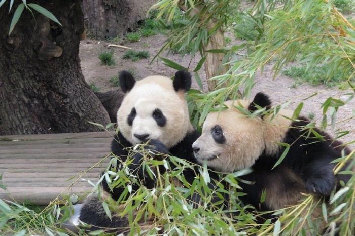Detenidos dos empleados del Zoo de Madrid que estafaron un millón de euros con la venta de entradas