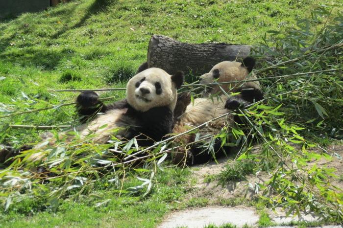 Detenidos dos empleados del Zoo de Madrid que estafaron un millón de euros con la venta de entradas