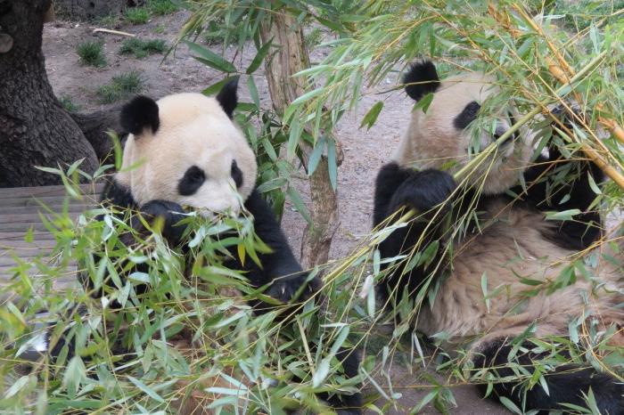 Osos panda de Madrid: Po y De-dé se marchan a China (FOTOS)