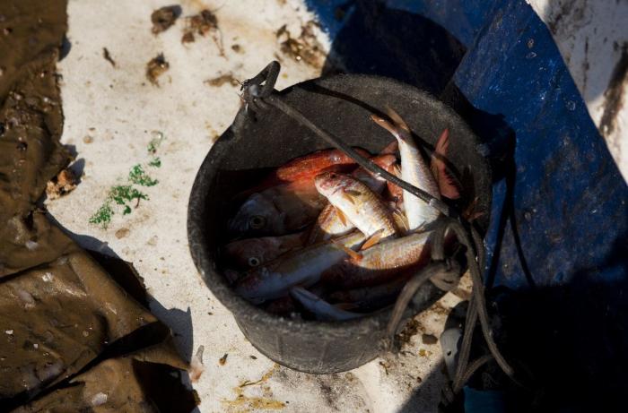 Detectados los primeros casos de anisakis tras consumir pescado congelado