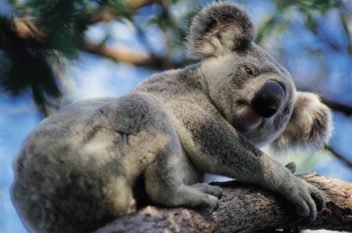 El primer posado de un bebé koala tremendamente fotogénico