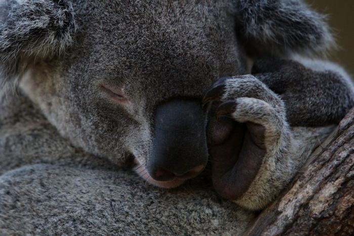 El primer posado de un bebé koala tremendamente fotogénico