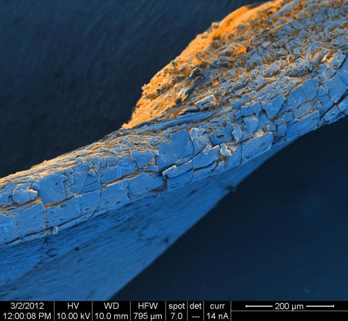 Al microscopio: insectos y otras 'maravillas' (FOTOS)