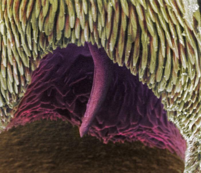 Al microscopio: insectos y otras 'maravillas' (FOTOS)