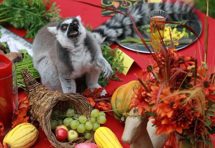 Los animales de la semana: lemures tan expresivos como tú... o más (FOTOS)