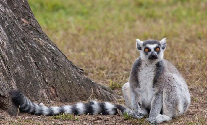 Los animales de la semana: lemures tan expresivos como tú... o más (FOTOS)