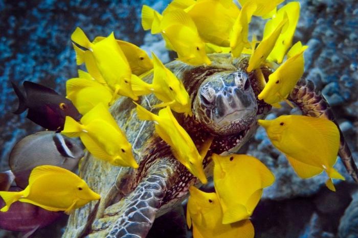 El agradecimiento de una tortuga al submarinista que la salvó (VÍDEO, GIF)