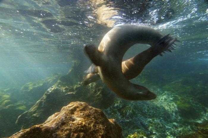 Los delfines se llaman por su "nombre", según un estudio de la Universidad de Saint Andrews