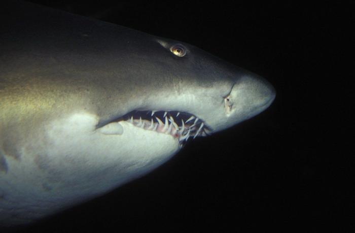 Mero gigante se come a un tiburón de un bocado (VÍDEO)