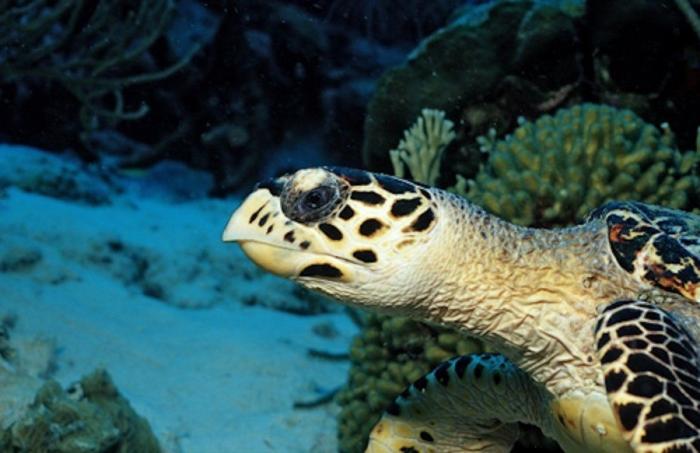 El agradecimiento de una tortuga al submarinista que la salvó (VÍDEO, GIF)
