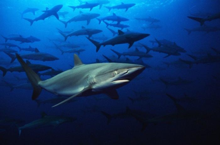 Mero gigante se come a un tiburón de un bocado (VÍDEO)