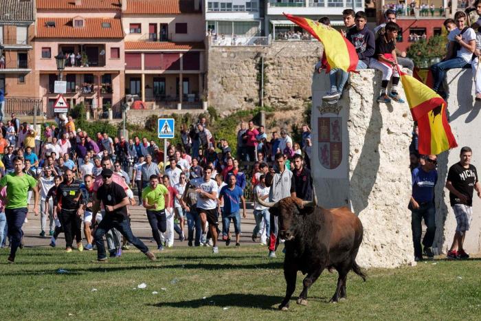 Trece detenidos por peleas clandestinas de gallos en Tordesillas (Valladolid)