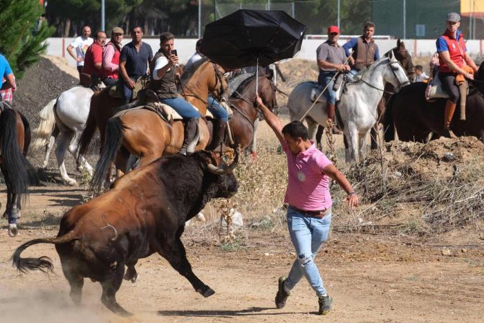 Trece detenidos por peleas clandestinas de gallos en Tordesillas (Valladolid)
