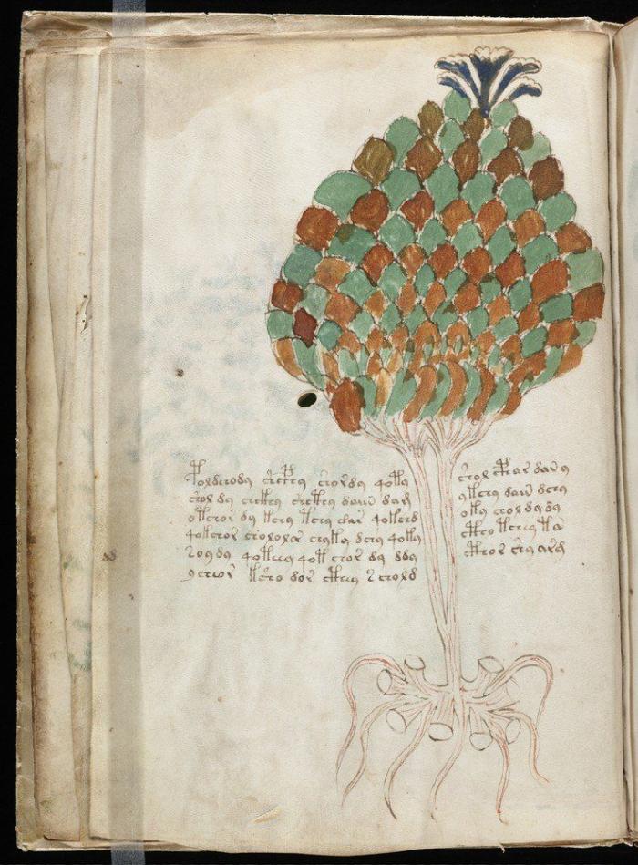 Vuelve el misterio del Manuscrito Voynich: contiene un mensaje, pero aún no se sabe cuál (FOTOS)