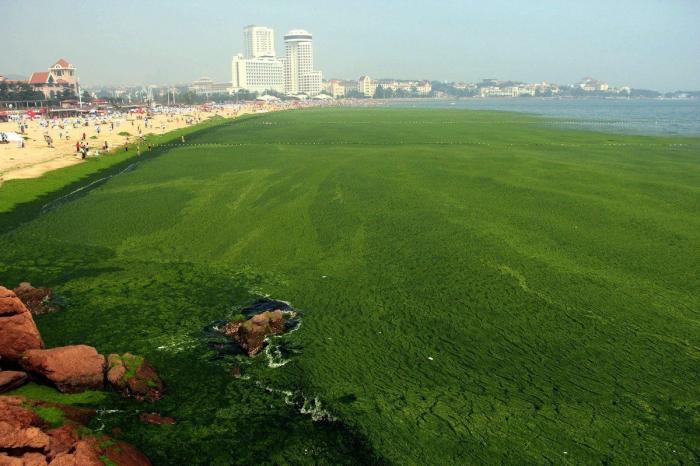 Playa cubierta de algas verdes en China: las fotos de Qingdao