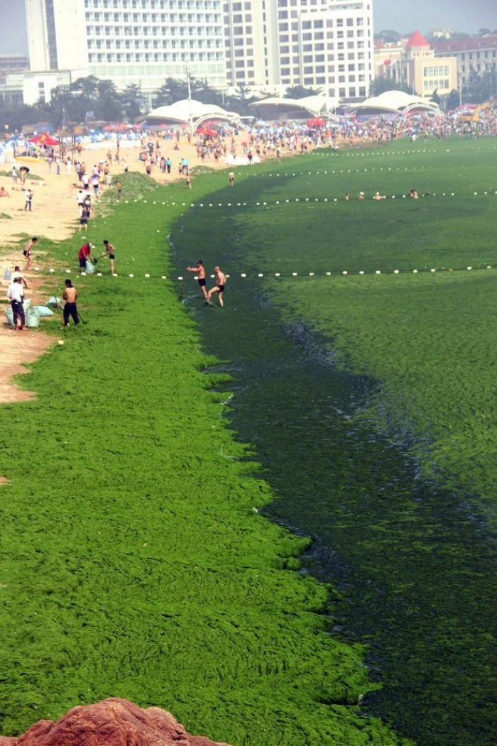 Playa cubierta de algas verdes en China: las fotos de Qingdao