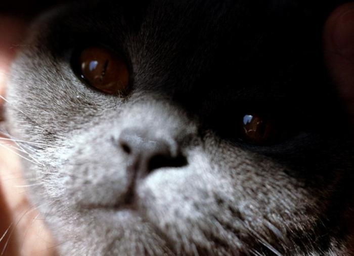 La Vecina Rubia comparte lo que aprendió tras la muerte de sus primeras mascotas
