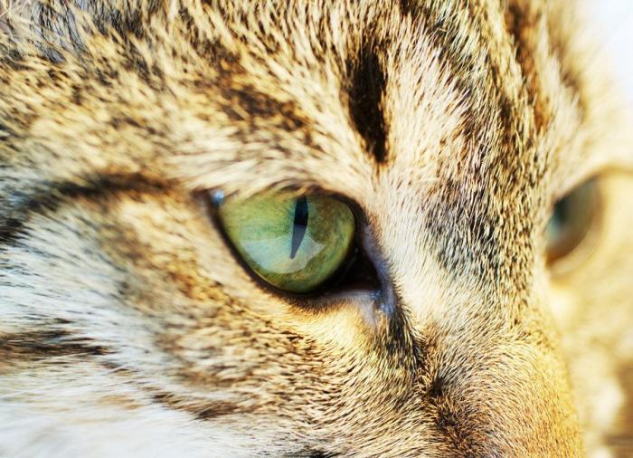 Los gatos como especie invasora: amenaza a la supervivencia de de islas pequeñas