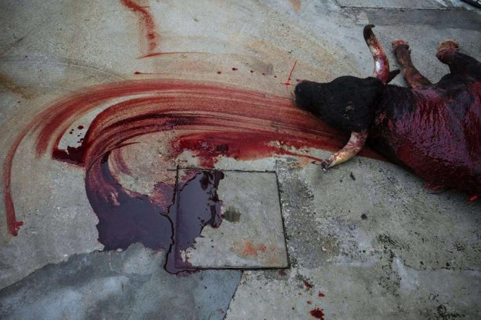 Toros muertos después de las corridas: la trastienda de San Fermín, en imágenes explícitas (FOTOS)