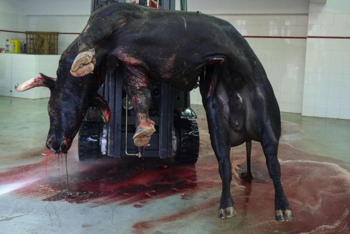 Toros muertos después de las corridas: la trastienda de San Fermín, en imágenes explícitas (FOTOS)