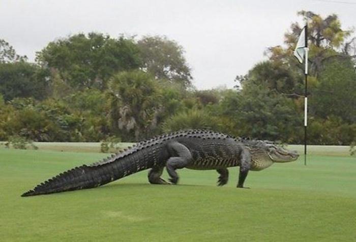 Un cocodrilo gigante se cuela en un campo de golf de Florida (EEUU)