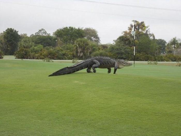Un cocodrilo gigante se cuela en un campo de golf de Florida (EEUU)
