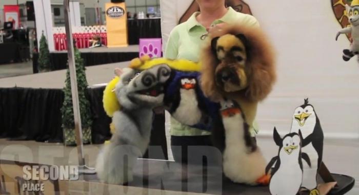Los concursos de belleza canina más extremos (FOTOS, VÍDEO)