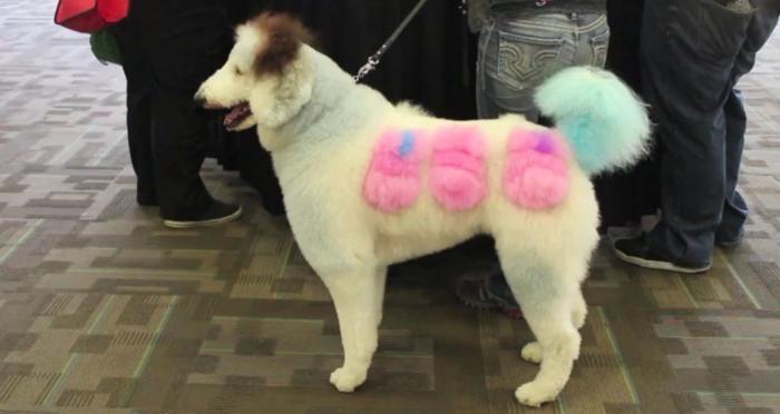 Los concursos de belleza canina más extremos (FOTOS, VÍDEO)