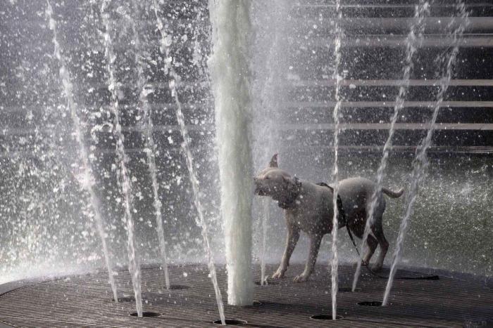 El consejo de la Guardia Civil para sacar a tu mascota en horas de calor