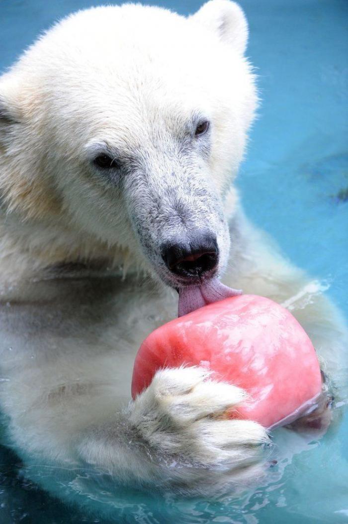 Animales en verano: helados y baños en el zoo (FOTOS)